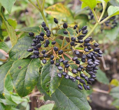 Viburnum rigidum. Fruits.jpg