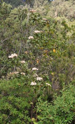 Viburnum rigidum.2.jpg