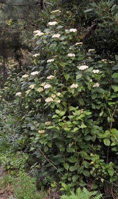 Viburnum rigidum.3.jpg