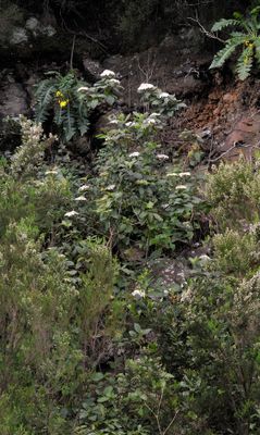 la_palma_viburnum_rigidum