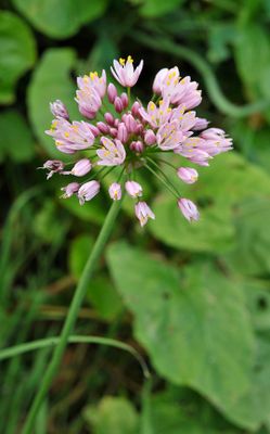 Allium canariense. Closer.2.jpg