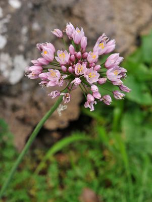 Allium canariense. Closer.jpg