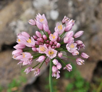 Allium canariense. Close-up.2.jpg