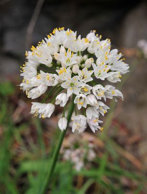 Allium canariense. Close-up.jpg