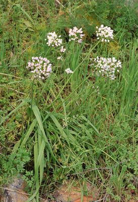 Allium canariense.2.jpg