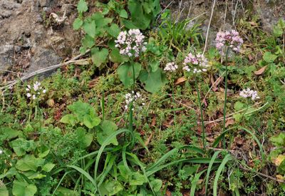 Allium canariense.3.jpg