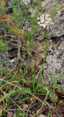 Allium canariense.4.jpg