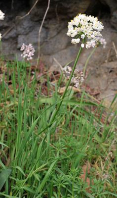 Allium canariense.jpg
