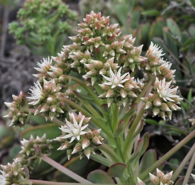 Aeonium davidbramwellii. Closer 2.jpg