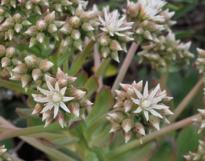 Aeonium davidbramwellii. Closer.jpg