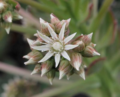 Aeonium davidbramwellii. Close-up.2.jpg