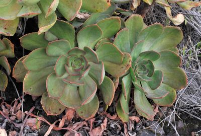 Aeonium davidbramwellii. Foliage.jpg
