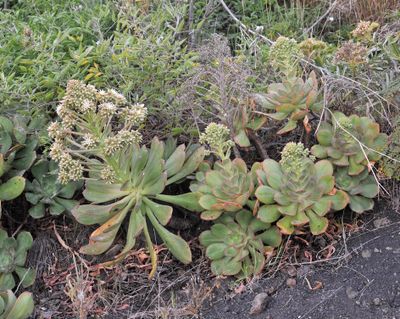 Aeonium davidbramwellii.3.jpg