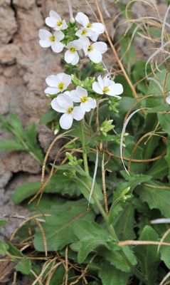 Arabis caucasica