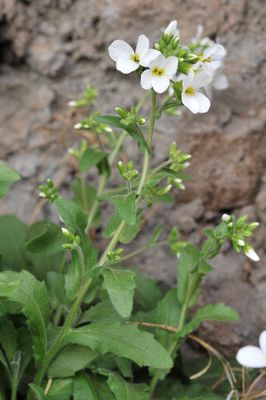 Arabis caucasica. Closer.3.jpg