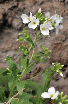 Arabis caucasica. Closer.jpg