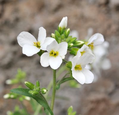 Arabis caucasica. Close-up.jpg