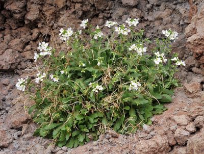 Arabis caucasica