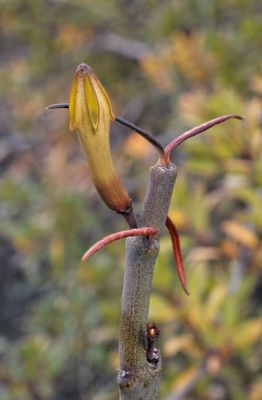 Ceropegia dichotoma ssp. dichotoma