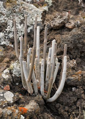 Ceropegia dichotoma ssp. dichotoma