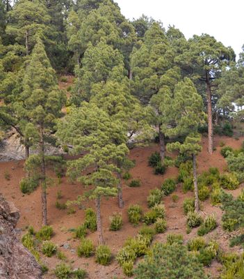  Pinus canariensis