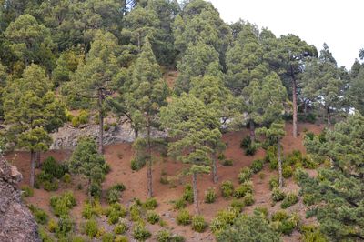 Pinus canariensis.3.jpg