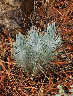 Pinus canariensis