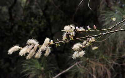 Salix canariensis