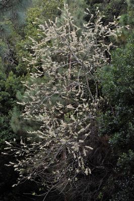 Salix canariensis