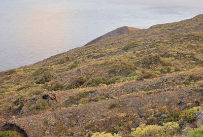 Succulent vegetation.2.jpg