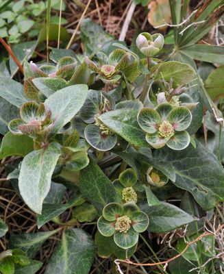 Helleborus lividus. Mutant.jpg