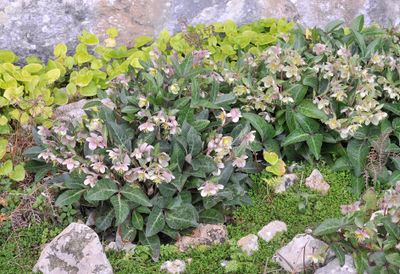 Helleborus lividus.3.jpg