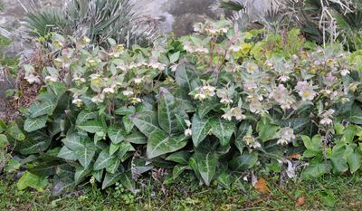 Helleborus lividus.4.jpg
