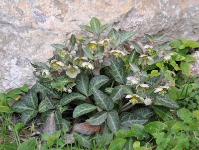 Helleborus lividus.5.jpg