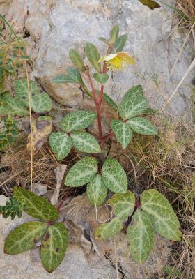 Helleborus lividus.jpg