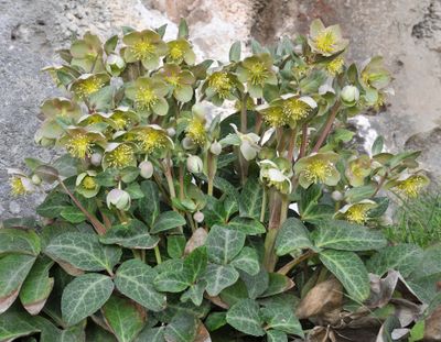 Helleborus lividus. Closer.3.jpg