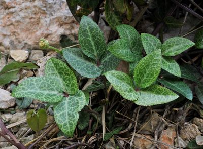Helleborus lividus. Unusual form.jpg