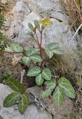 Helleborus lividus.1.jpg