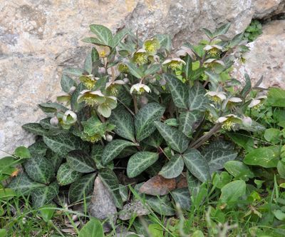 Helleborus lividus.11.jpg