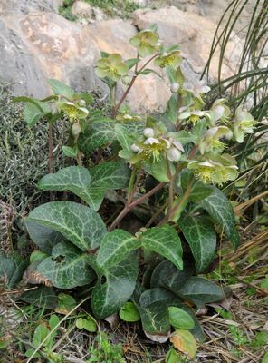 Helleborus lividus