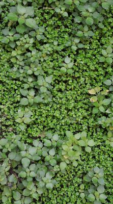 Soleirolia soleirolii. Two Utricaceae.jpg