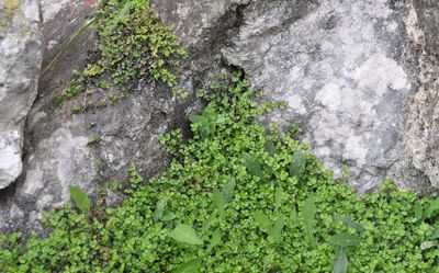 Soleirolia soleirolii.2.jpg