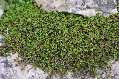 Soleirolia soleirolii.3.jpg