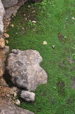 Soleirolia soleirolii.4.jpg