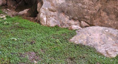 Soleirolia soleirolii.5.jpg