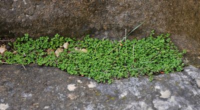 Soleirolia soleirolii.6.jpg