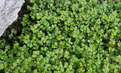 Soleirolia soleirolii.7.jpg