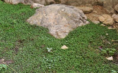 Soleirolia soleirolii.jpg