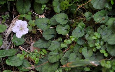 Erodium_reichardii. Closer.2.jpg