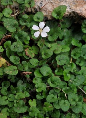 Erodium_reichardii. Closer.jpg